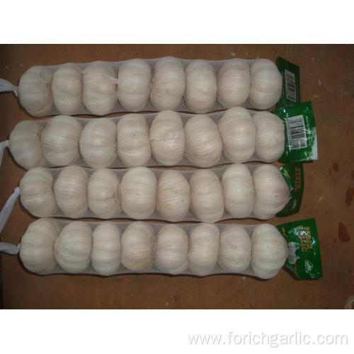 Big Size Normal Garlic15 16pcs bag10kg carton